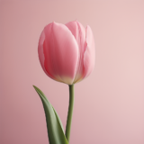 lmy_pink_tulip_516e1899-b089-4977-ad47-14da80e41435